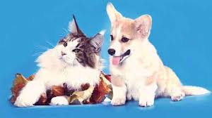 The symptoms of lung cancer may differ depending on where the cancer originated, how cats that live in households with an active smoker are twice as likely to develop cancer as those i can't afford the lung scraping/ chemo or radiation & signed up for insurance too late. Symptoms Of Dog And Cat Cancer Petcarerx