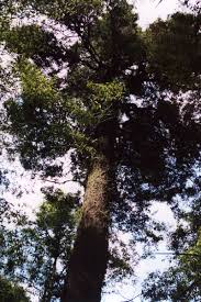 Image result for Phyllocladus trichomanoides