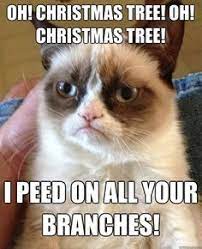 73 Grumpy Cat Christmas Ideas Grumpy Cat Grumpy Grumpy Cat Christmas
