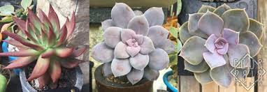 How To Care Succulent Succulent Sukulen Sukulen Kaktus