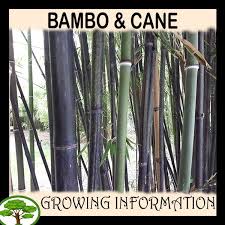 Black Bamboo Plants For Sale Bambo Cane Black Bamboo Plant Bamboo Plants For Sale Black Bamboo