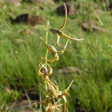 Image result for Dipcadi viride