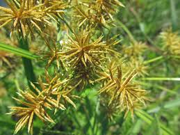 Image result for Cyperus tenuiculmis