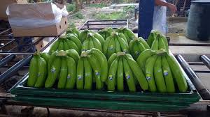 How did the cavendish banana become the most popular banana on the planet? Vietnam Cavendish Banana Home Facebook