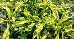 We did not find results for: Warna Daun Menguning Dan Menggulung Waspada Virus Kuning