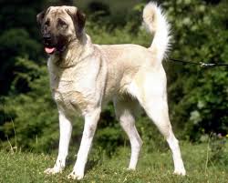 Get a boxer, husky, german shepherd, pug, and more on kijiji, canada's #1 local classifieds. Kangal Dog Pets Australia