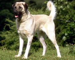 The prices for both dogs will range, depending on if you're looking at pet vs. Kangal Dog Pets Australia