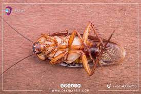 pin on pest control services