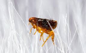 If you dampen those specks and they turn reddish brown you can be fairly certain that. Blog Answering Dallas S Most Commonly Asked Flea Questions