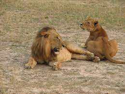 Congo Lion Small Wild Cats Wild Cats Lion