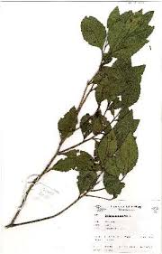 Image result for Scolopia mundii