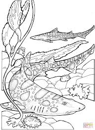 Https Www Google Com Search Q Butterfly Coloring Pages Shark Coloring Pages Leopard Shark Animal Coloring Pages
