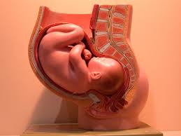 Descolamento Da Placenta O Que E Hospital E Maternidade Santa Joana
