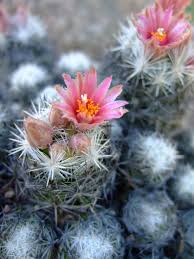 Do you have a fishbone cactus? Escobaria Sneedii Wikipedia