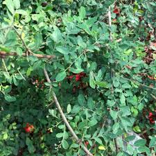 Image result for Phyllanthus udoricola