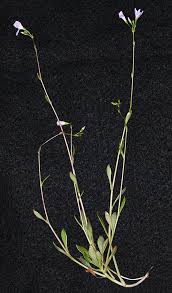 Image result for Maerua parvifolia