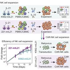 Who is the singer of the song nk? Superior Expansion And Cytotoxicity Of Human Primary Nk And Car Nk Cells From Various Sources Via Enriched Metabolic Pathways Sciencedirect