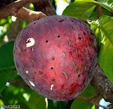 Image result for Annona reticulata