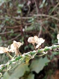 Image result for Albuca nigritana