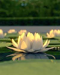 Executive produced by mike white, david bernad, and. Free Download White Lotus Emirage
