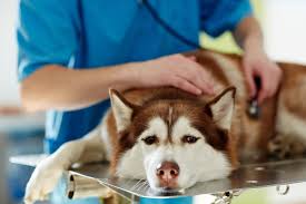 However, there are some other threats that can't afford. Pet Health Insurance Homeagain Pet Microchip