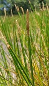 Image result for Eleocharis mutata