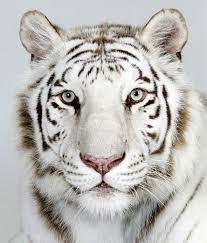 In Pictures The Four Faces Of The Bengal Tiger Tiger Pictures White Bengal Tiger Bengal Tiger