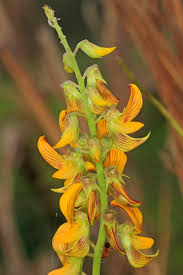 Image result for Crotalaria modesta