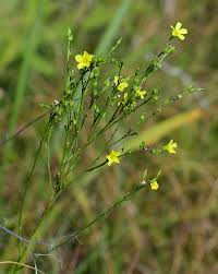 Image result for Limeum sulcatum