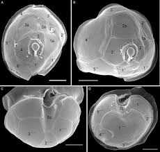 Image result for Peponium sp. A