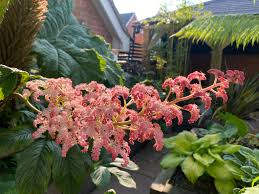 Image result for Cineraria pinnata