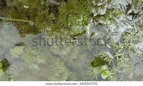 Image result for Cabombaceae