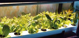 Hydroponik pflanzrinne für schnellwachsende, niedrige pflanzen. Hydroponik Urban Gardening Hydroponikurbangardening Profil Pinterest