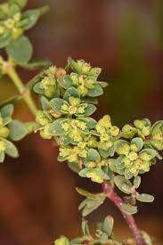Image result for Euphorbia zambesiana