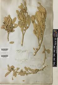 Image result for Withania