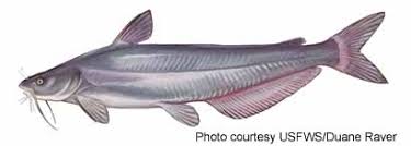 It's a term for a person who pretends to be someone else online. Blue Catfish Ictalurus Furcatus