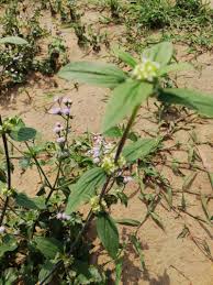 Image result for Mitracarpus