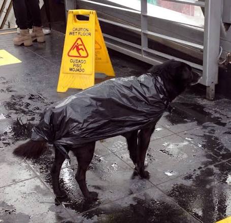 T13 - Un "perro aperrado": Te compartimos esta imagen de este perro en la salida de la Estación Los Domínicos, quien está protegido con una bolsa plástica de las lluvias que caen