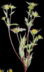 Image result for Bidens flagellata