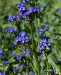 Image result for Anchusa capensis