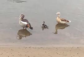 Article pubmed google scholar 4. Randersacker Heute Schon Am Strand Gewesen Schon Warm Facebook