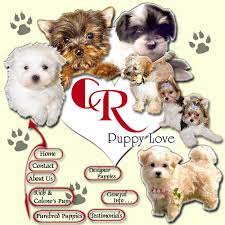 Youngsville, next to lafayette louisiana. Designer Puppies Morkies Maltipoos Red Maltipoos And More
