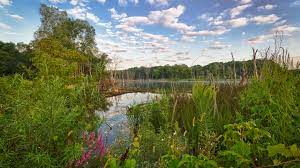 Middle fork woods is a remnant of a once vast mesic upland forest of the vermilion section of the wabash border natural division. Middlefork Savanna Lake County Forest Preserves