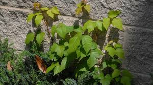 This photo shows a comparison of poison oak with real oak leaves. Leaves Of Three Let It Be How To Identify Poison Ivy Homegrown Nc State University