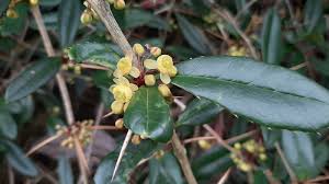 Image result for Berberis julianae