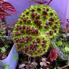Image result for Begonia ampla