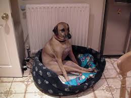 These cows are going to continue to sit like dogs, no matter what we say. 17 Photos Of Super Chill Dogs Who Are Sitting Like Humans Viralscape