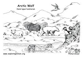 Well, this set of printable arctic animal. Arctic Habitat Coloring Pages Collection Arctic Habitat Art In The Park Alaska Art
