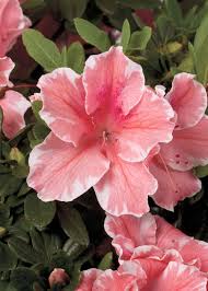 One Of The Newest Encore Azaleas Autumn Sunburst Is A Bright Highlight In The Garden Growing Compactly And Blooming Pro Azalea Flower Flowering Bushes Flowers