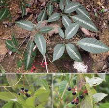 Image result for Cyphostemma heterotrichum